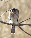 Coopers Hawk V0A0113 